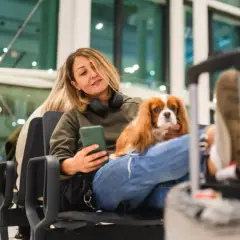 Jak przewieźć psa do UK: uniknij problemów i kosztów transportu