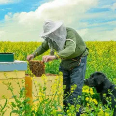 Jak przewieźć ule z pszczołami bezpiecznie i skutecznie krok po kroku
