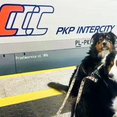 Dwa psy na peronie PKP Intercity, gotowe do podróży. Mają swój pkp bilet dla psa.