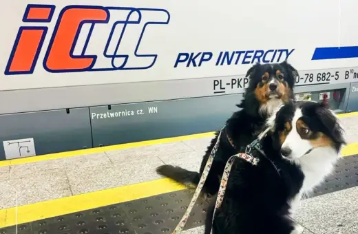 Dwa psy na peronie PKP Intercity, gotowe do podróży. Mają swój pkp bilet dla psa.