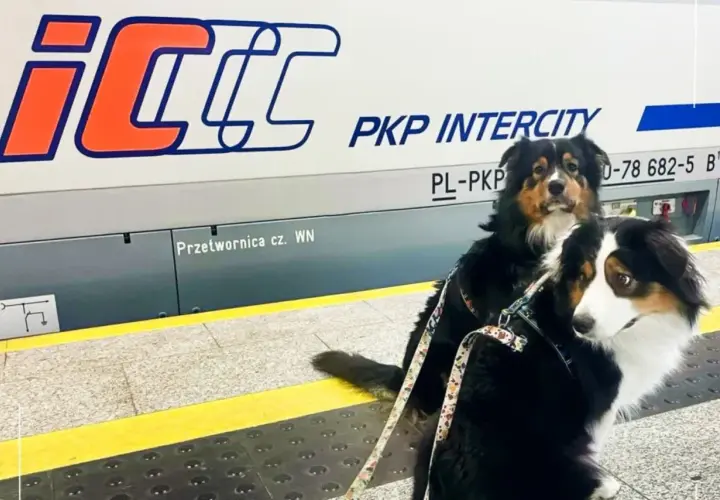 Dwa psy na peronie PKP Intercity, gotowe do podróży. Mają swój pkp bilet dla psa.