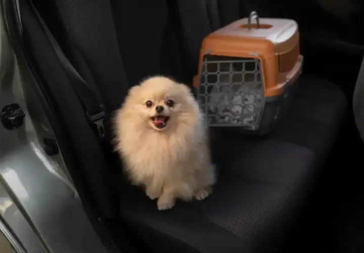 Puszysty piesek czeka na podróż Flixbusem. Obok stoi transporter.