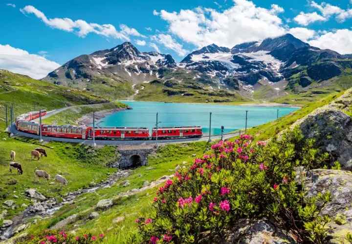 Czerwony pociąg jedzie wzdłuż turkusowego jeziora w Alpach. Krowy pasą się na zielonym zboczu. Idealna podróż ze **Swiss Travel Pass**.