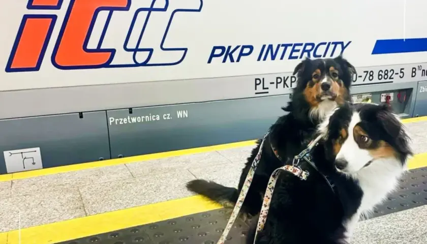 Dwa psy na peronie PKP Intercity, gotowe do podróży. Mają swój pkp bilet dla psa.