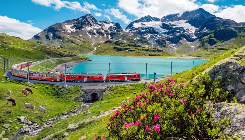 Czerwony pociąg jedzie wzdłuż turkusowego jeziora w Alpach. Krowy pasą się na zielonym zboczu. Idealna podróż ze **Swiss Travel Pass**.