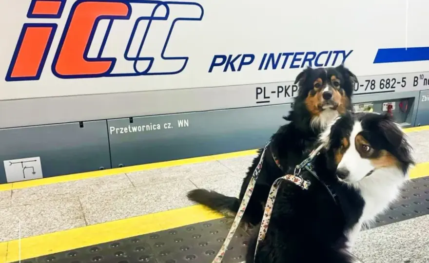 Pies w pociągu PKP Intercity - Jak uniknąć błędów i ile to kosztuje?