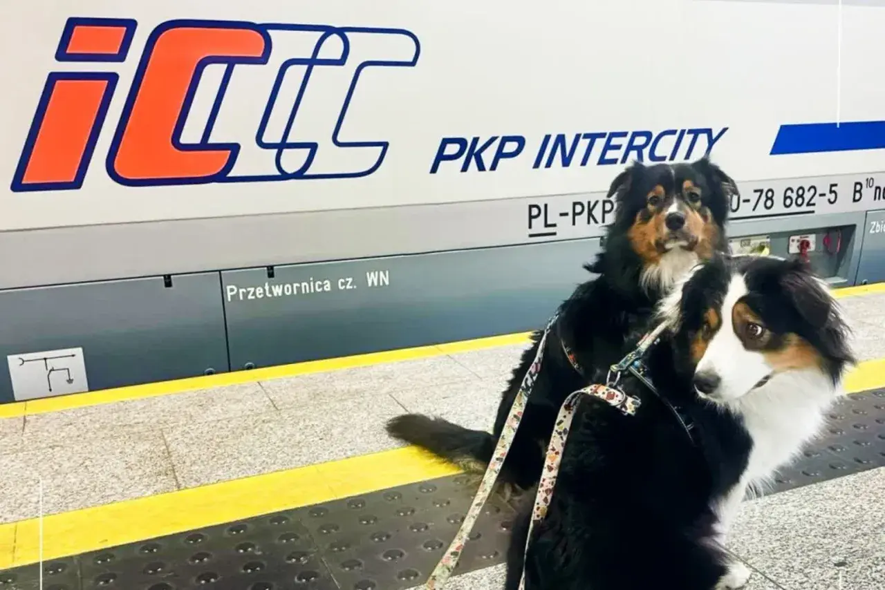 Dwa psy na peronie PKP Intercity, gotowe do podróży. Mają swój pkp bilet dla psa.