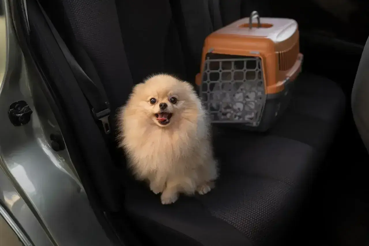 Puszysty piesek czeka na podróż Flixbusem. Obok stoi transporter.