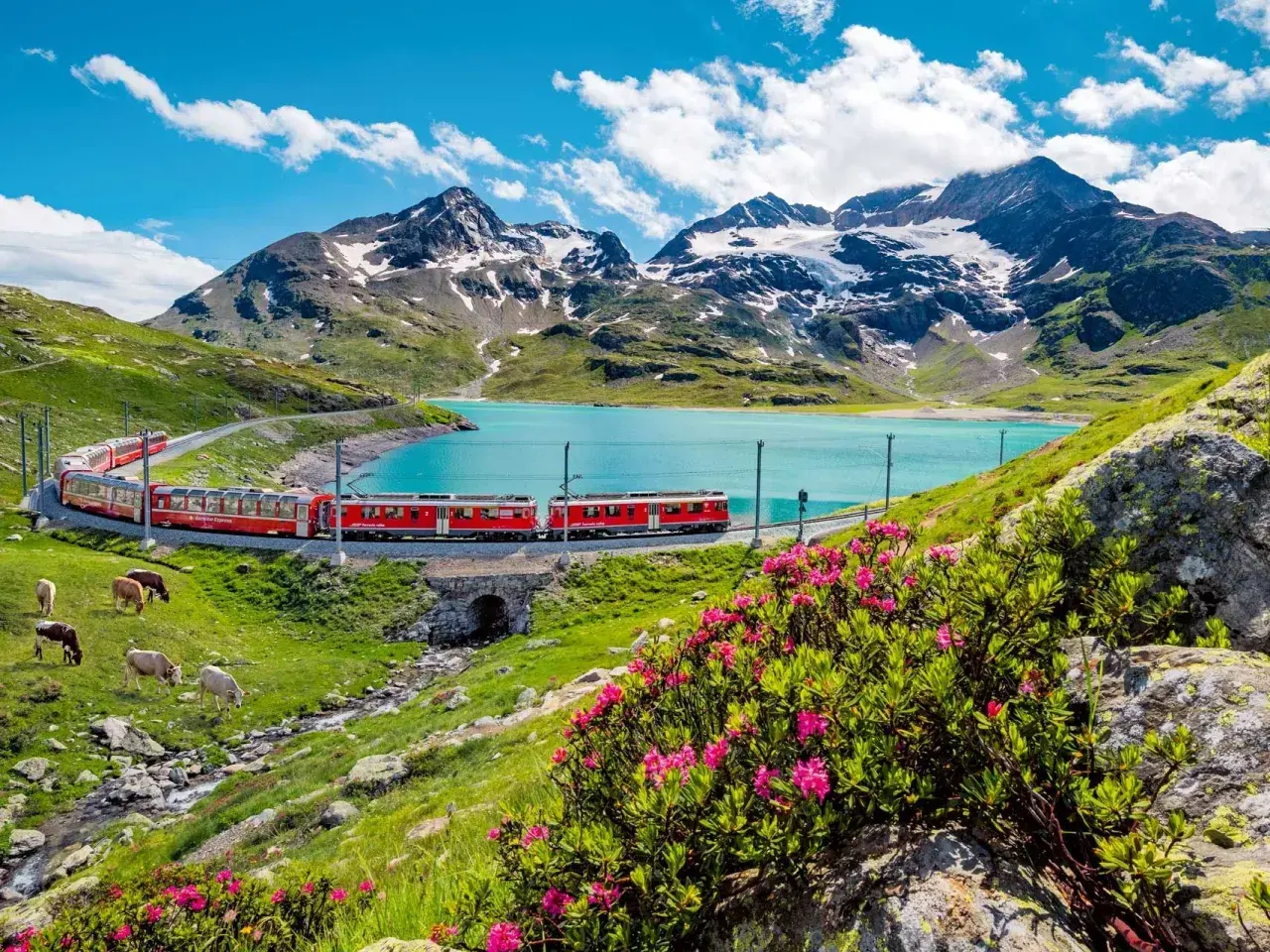 Czerwony pociąg jedzie wzdłuż turkusowego jeziora w Alpach. Krowy pasą się na zielonym zboczu. Idealna podróż ze **Swiss Travel Pass**.