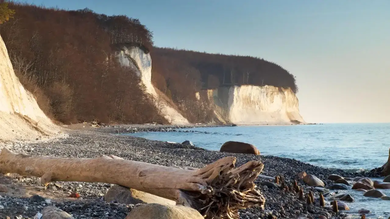 Piękne klify Rugii, idealne na dojazd z Polski. Kamienista plaża z powalonym drzewem i spokojne morze.